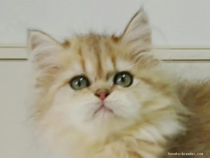 ID:1909-01806の子猫