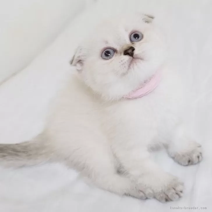 ID:2408-02194の子猫