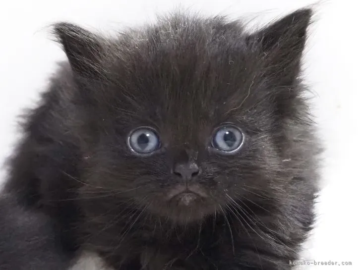 ID:2204-00519の子猫