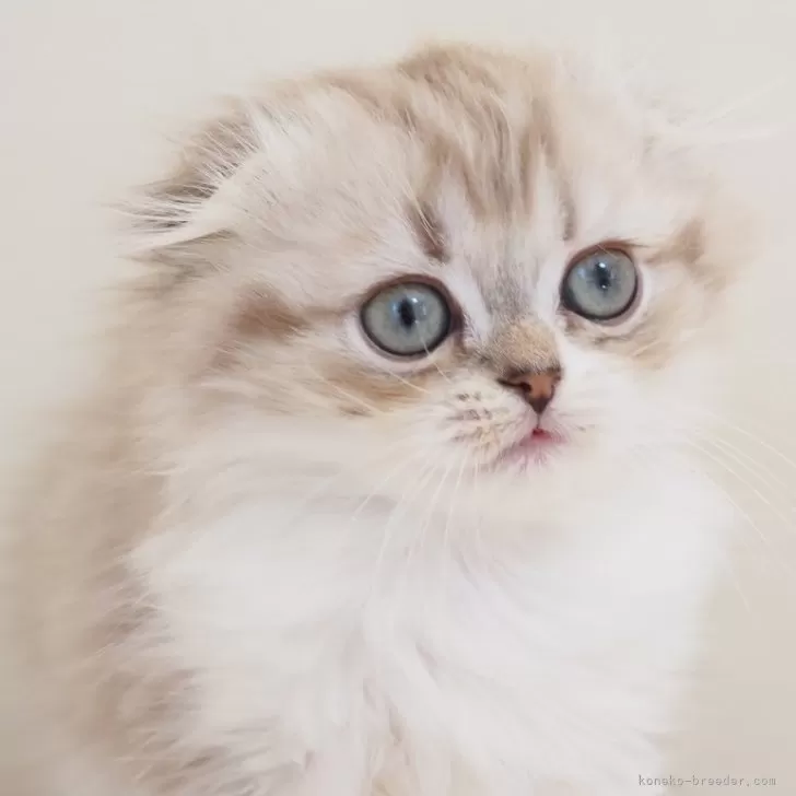 ID:2501-02692の子猫