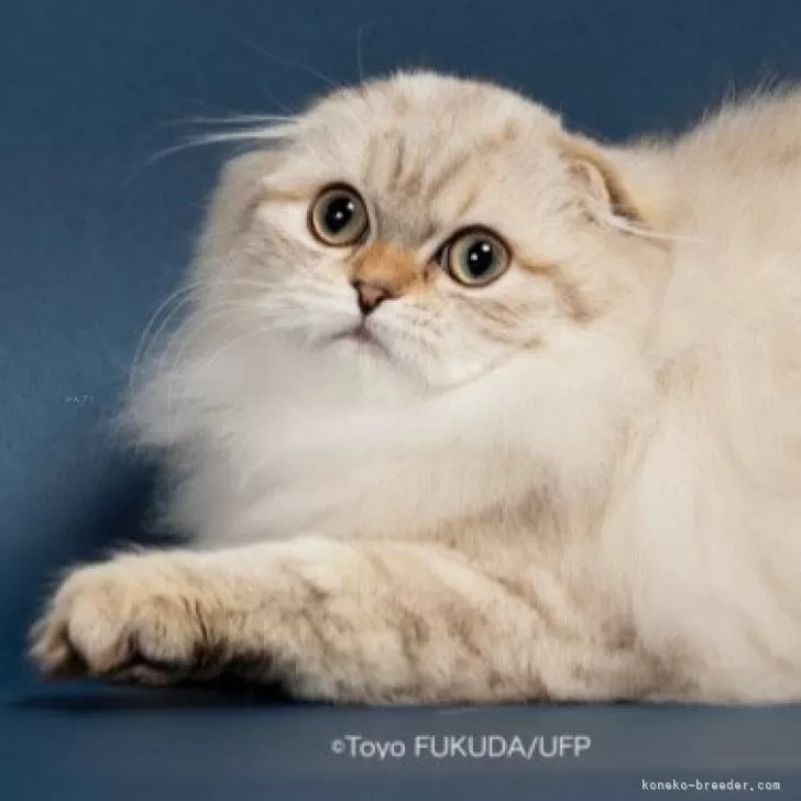 ID:2410-01590の子猫