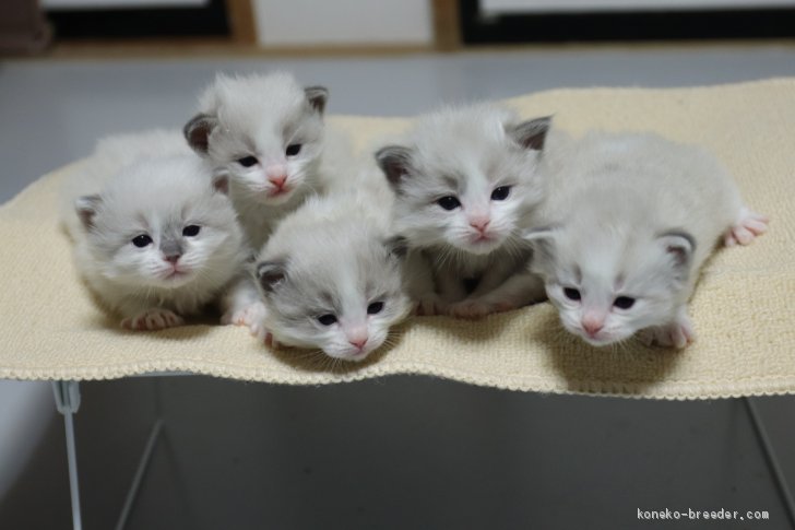 4 3生まれ 当猫舎生まれのグランドchブルーpバイカラー父とブルーpバイカラー母よりの５兄弟 飛田新作ブリーダー みんなの子猫ブリーダー