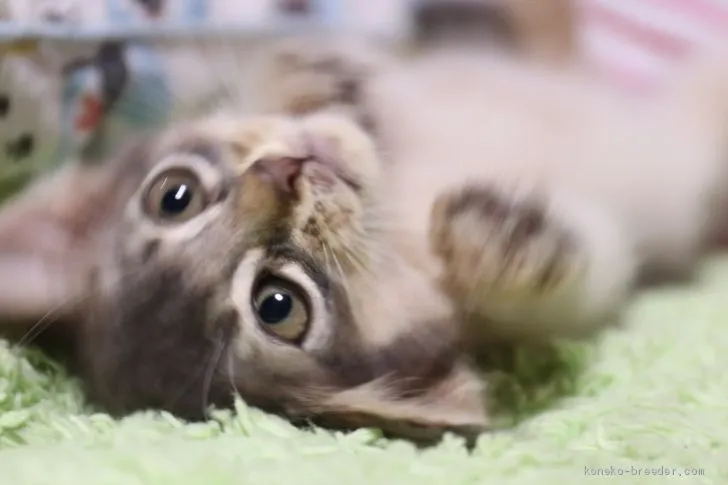 まつ 様のお迎えした子猫