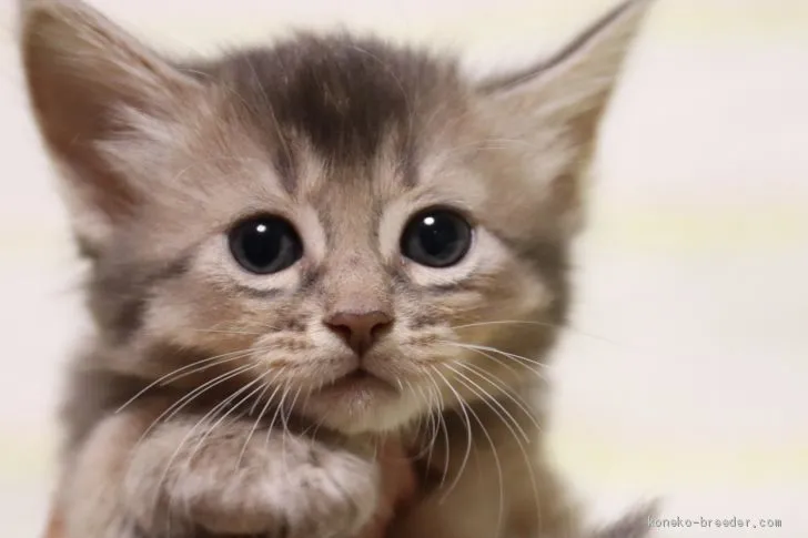 manchi 様のお迎えした子猫