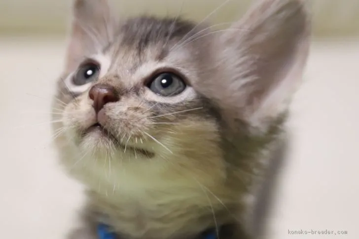 fam 様のお迎えした子猫