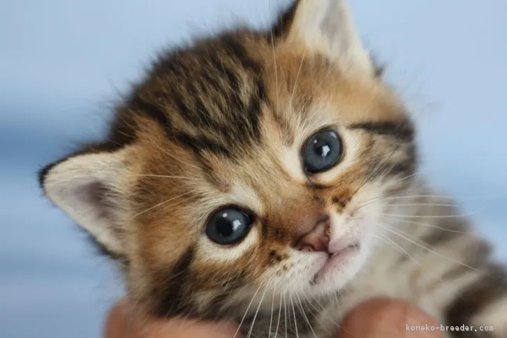 福島 様のお迎えした子猫