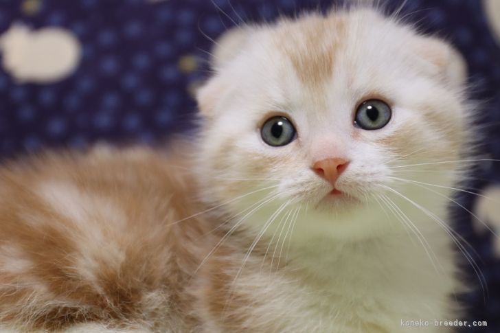 マンチカンの子猫をお迎えいただいたお客様の声 口コミ 評判 長野県 みんなの子猫ブリーダー