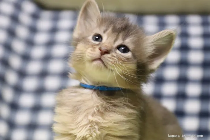 MU 様のお迎えした子猫