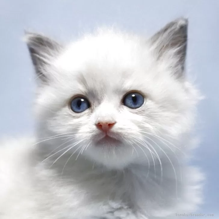 g.t 様のお迎えした子猫