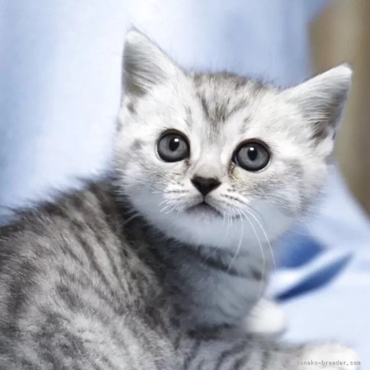 N.W 様のお迎えした子猫