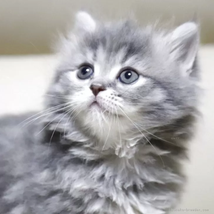 ID:2504-00863の子猫