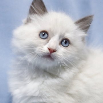 ラグドール【長野県・男の子・2025年8月8日・ブルーポイントバイカラー(長毛)】の写真「八割れ 真ん丸元気な男の子」