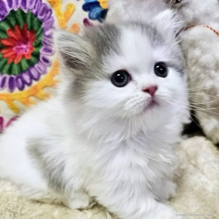 ID:2410-00757の子猫
