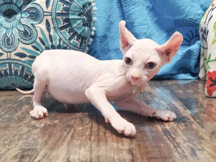 ID:2201-01701の子猫