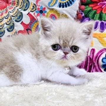 鼻ぺちゃ・ブサかわ猫ちゃんを探す｜ブリーダー直販の子猫販売【みんなの子猫ブリーダー】(8ページ目)