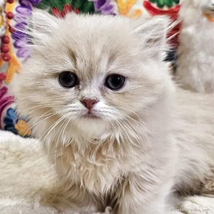 ID:2504-01275の子猫