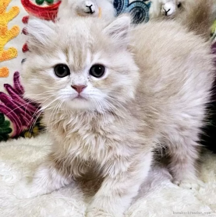 ID:2504-00847の子猫