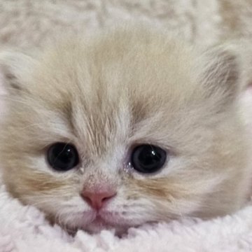 ミヌエット(短足)【大阪府・男の子・2025年3月7日・クリーム(ロング)】の写真「めちゃ可愛なぼくちゃん(*≧з≦)」