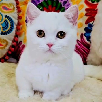ミヌエット(短足)【大阪府・女の子・2024年11月12日・ホワイト(ショート)】の写真「可愛い女の子極短足(*≧з≦)」