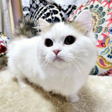 マンチカン(短足)【大阪府・女の子・2024年8月19日・キャリコバン(ロング)】の写真「美猫ちゃんに成長中😍💕」