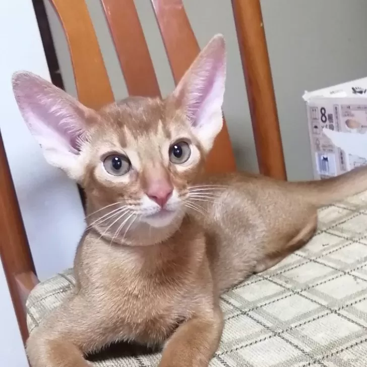 ID:2406-03623の子猫