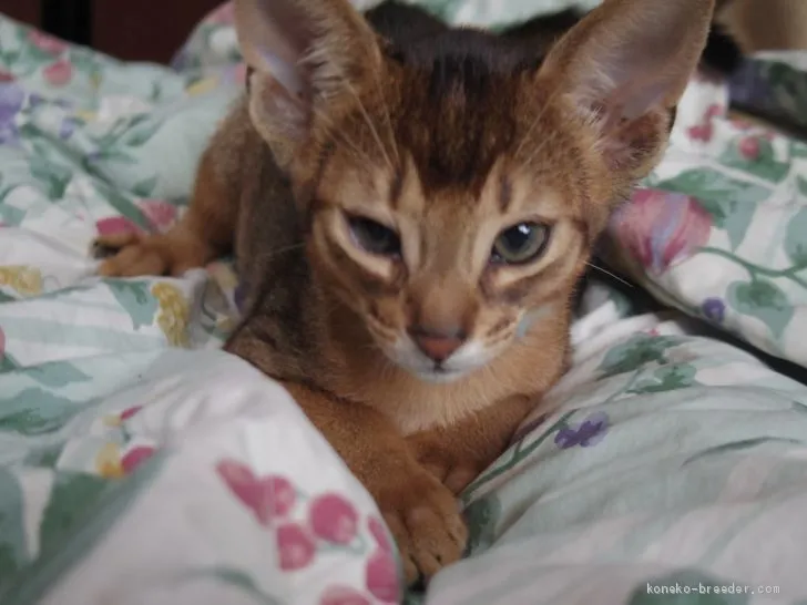 ID:1911-00524の子猫
