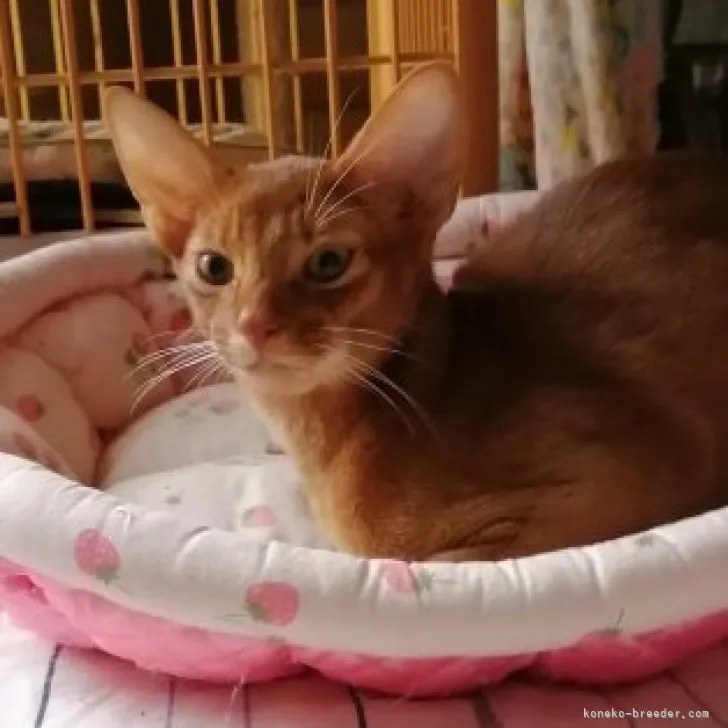 ID:2307-00688の子猫