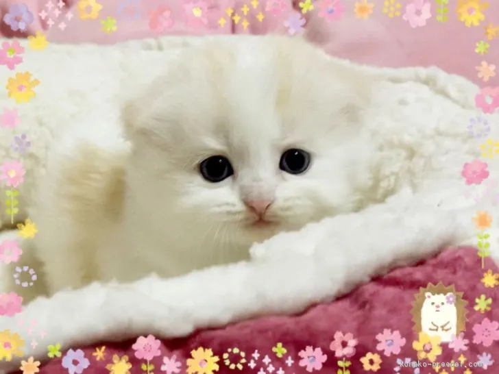 ID:2003-01616の子猫