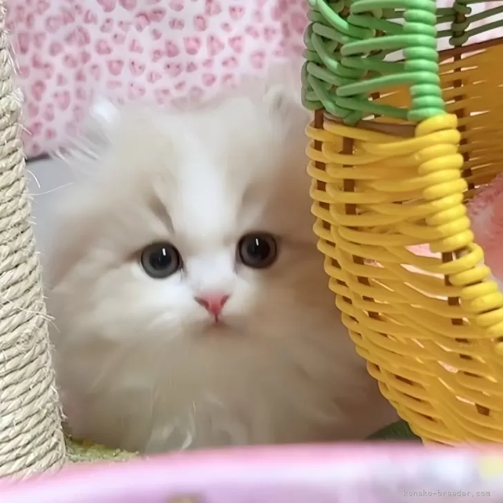 ID:2411-02918の子猫