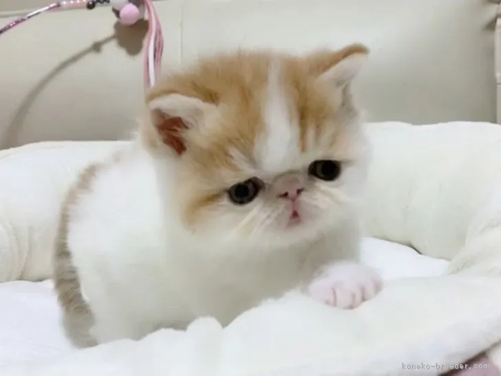 ID:2204-02498の子猫