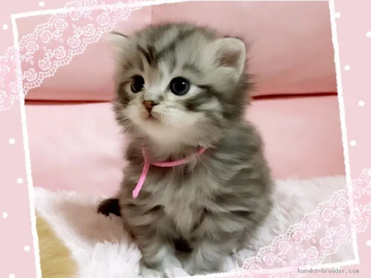 ID:2003-00958の子猫