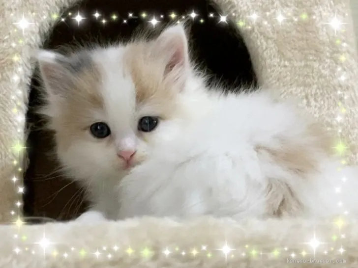 ID：2011-00361の子猫