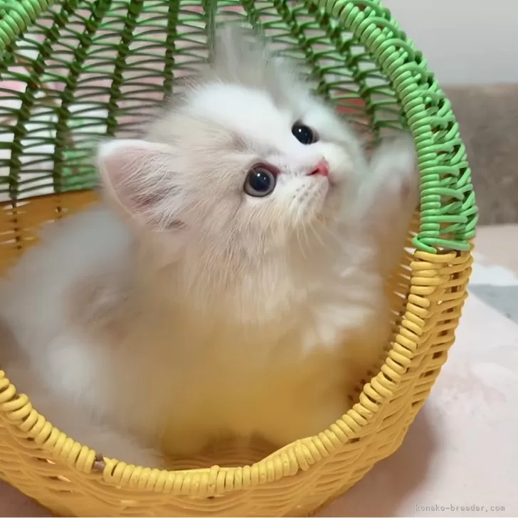 S.S 様のお迎えした子猫