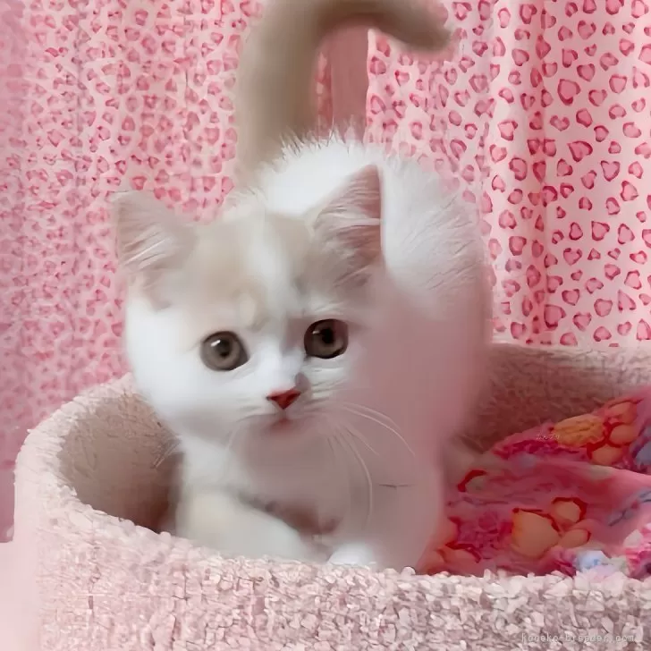 ID:2504-00076の子猫