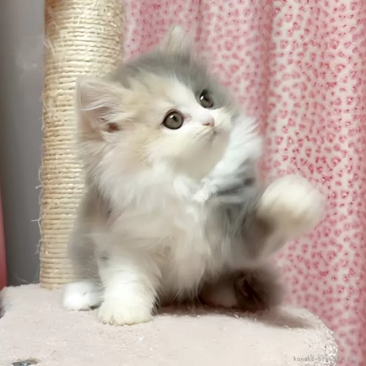 もも 様のお迎えした子猫