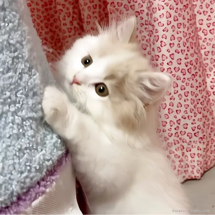 ミエ 様のお迎えした子猫