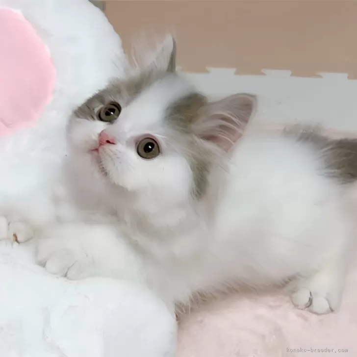 K.N 様のお迎えした子猫