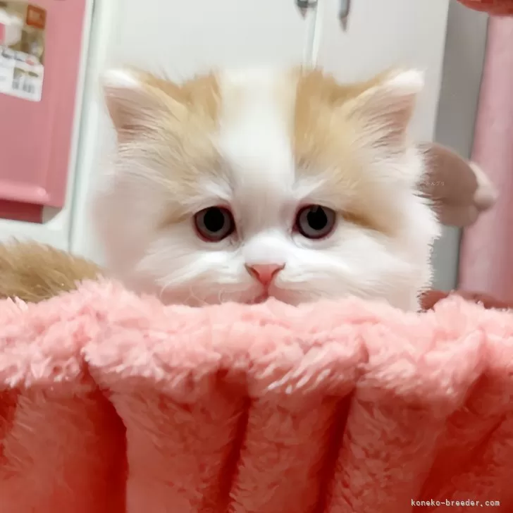 ID：2502-01729の子猫