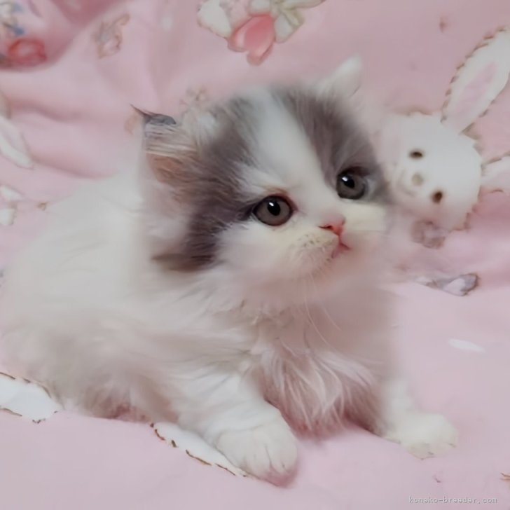 ブリーダー画像