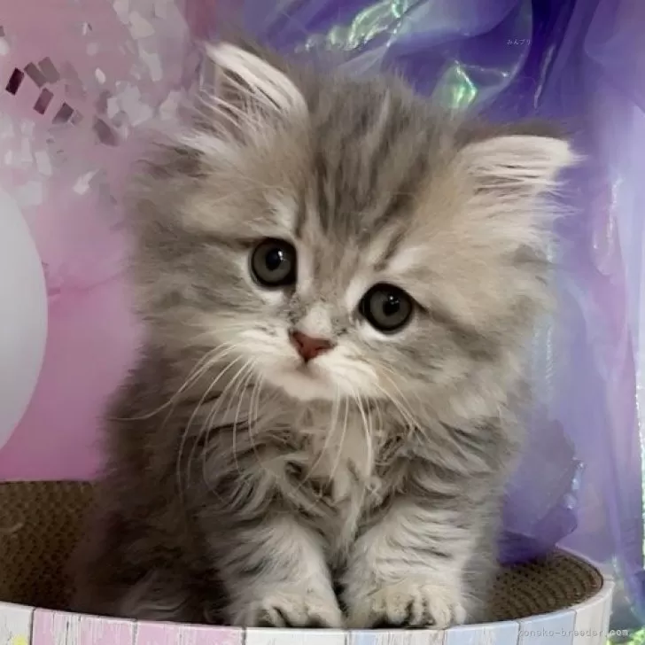 ID:2404-00540の子猫