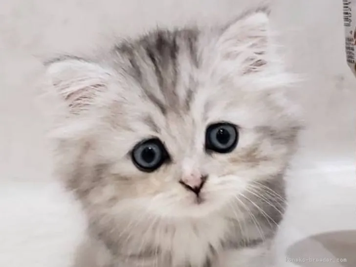 ID:2110-01106の子猫