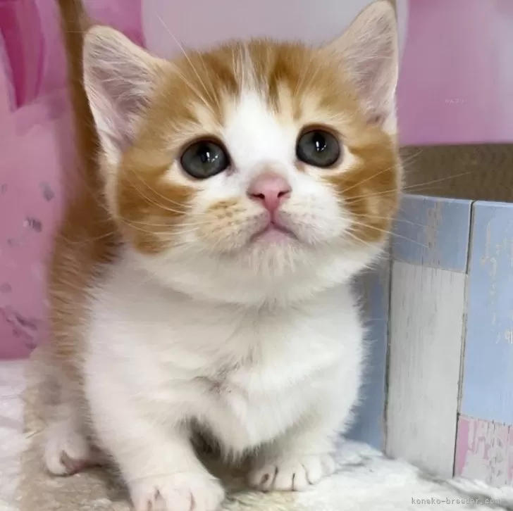 ID:2411-00878の子猫