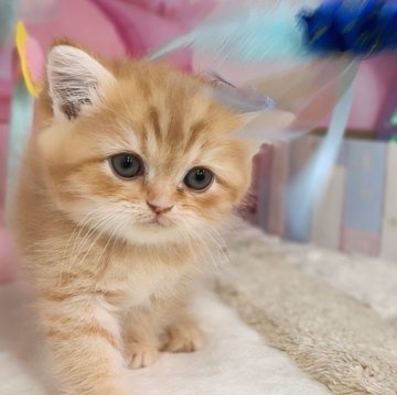 ミヌエット【千葉県・男の子・2025年2月4日・レッドタビー（ショートヘア）】の写真「猫腸コロナウイルスフリー&両親遺伝子検査済み」