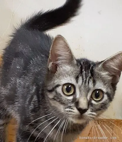 ID:2110-00163の子猫