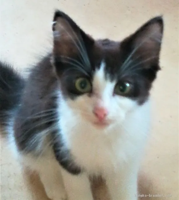 ID:2005-01636の子猫