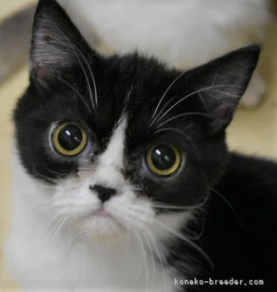 ID:2109-01600の子猫