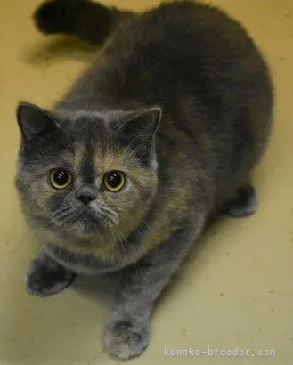 ID:2008-02015の子猫