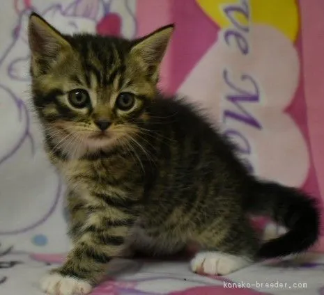 ID:2006-00605の子猫
