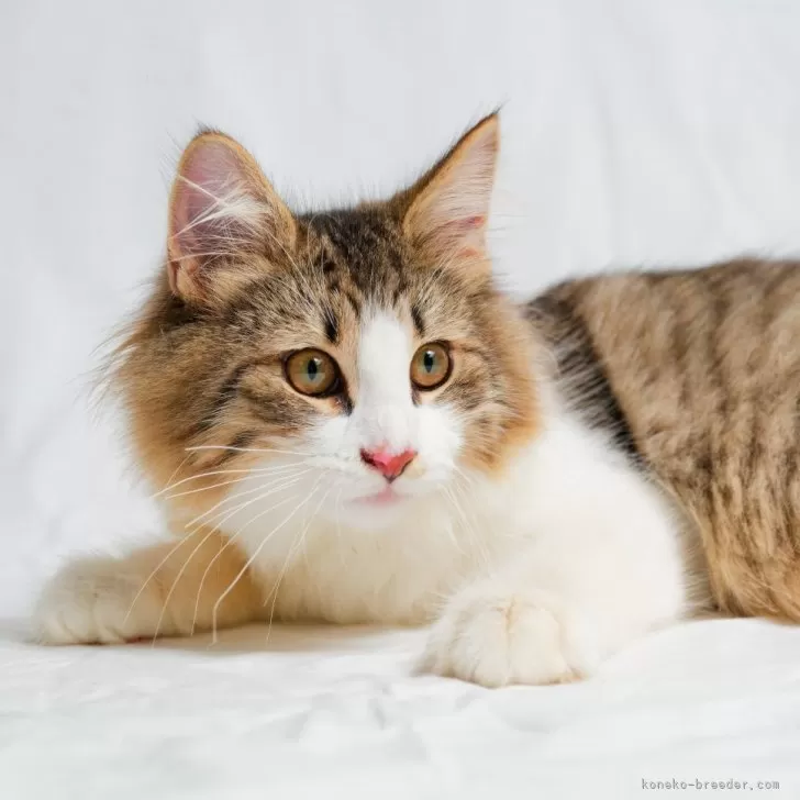 ID:2410-02716の子猫