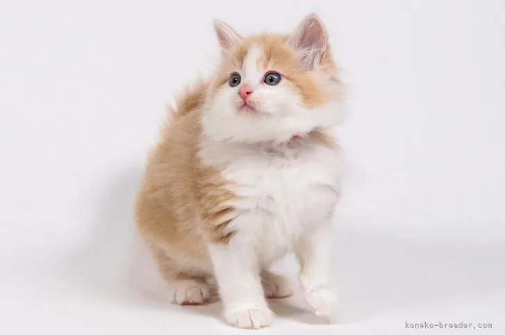 ID:2203-01251の子猫